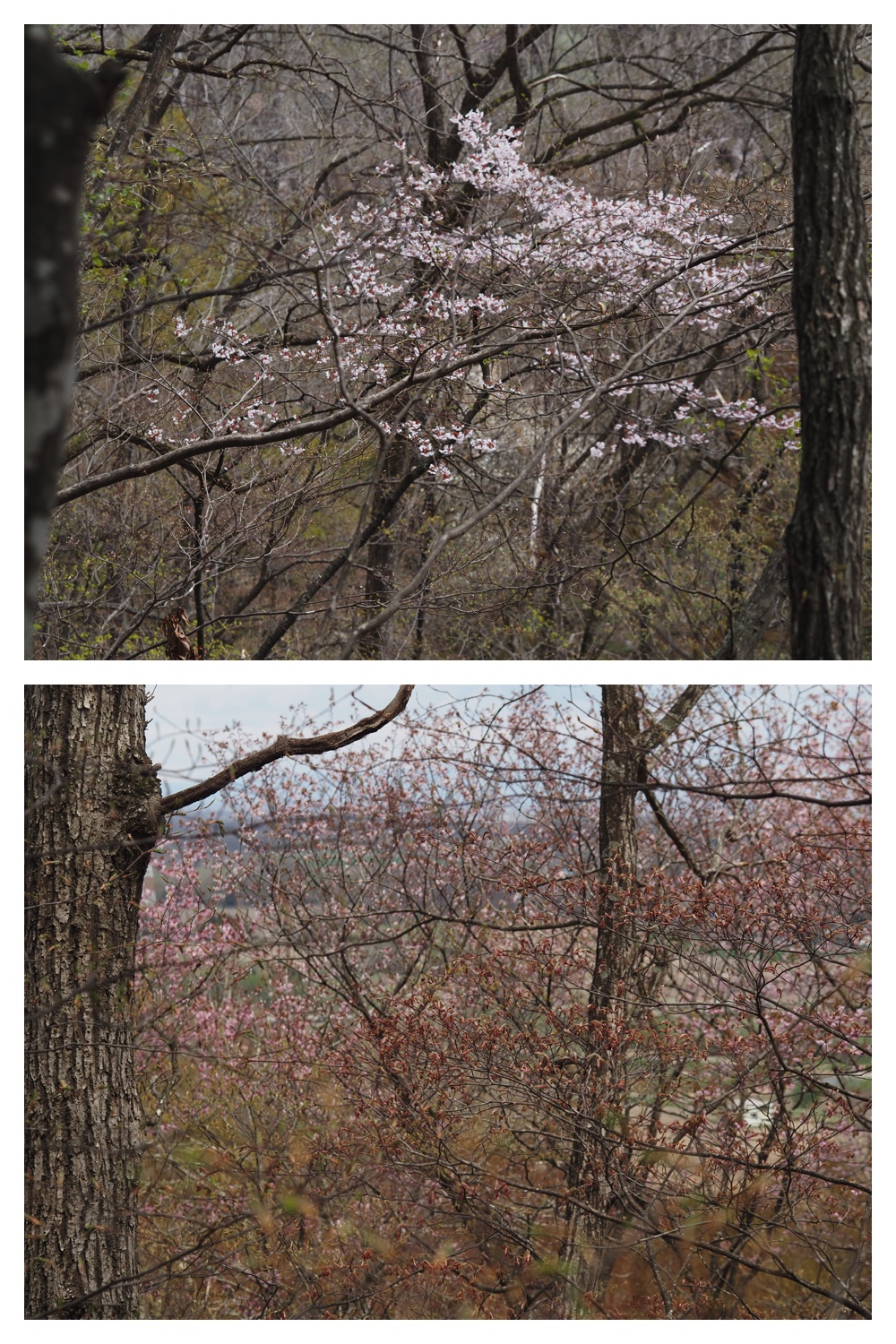 260428_Kunimiyama_15