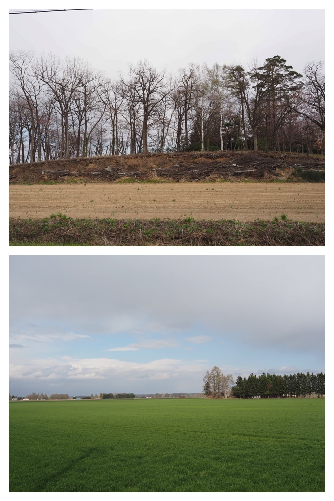 260429_Fuji-daibutsu_15