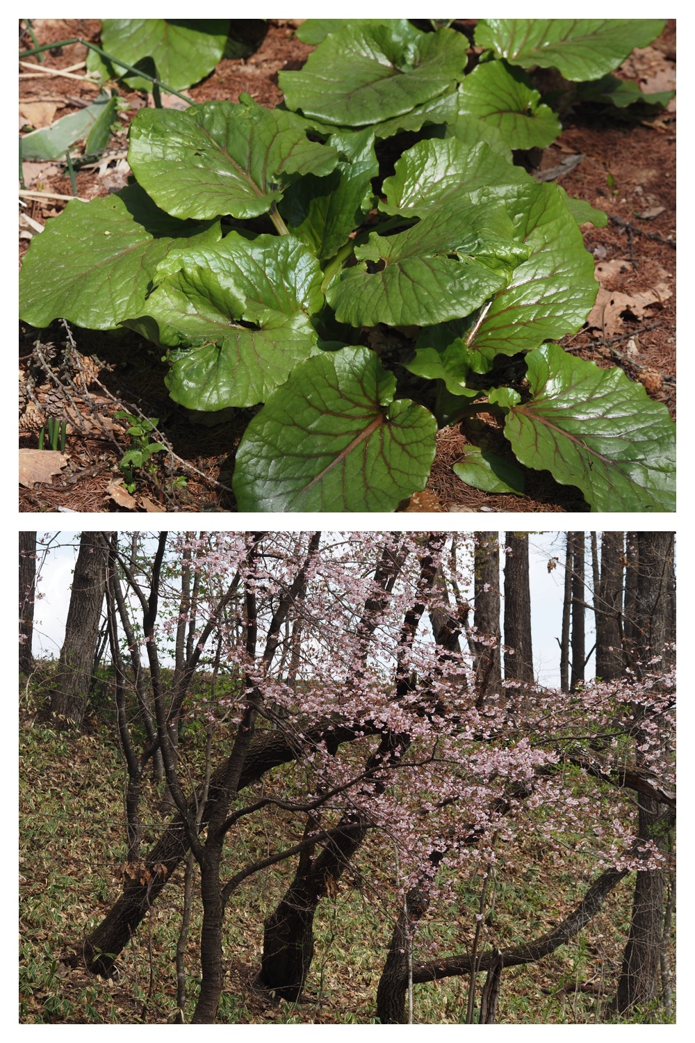 260429_Noukou-mori_3
