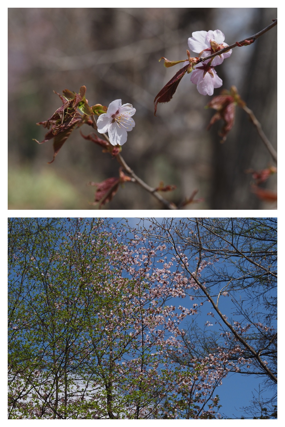 260429_Noukou-mori_4