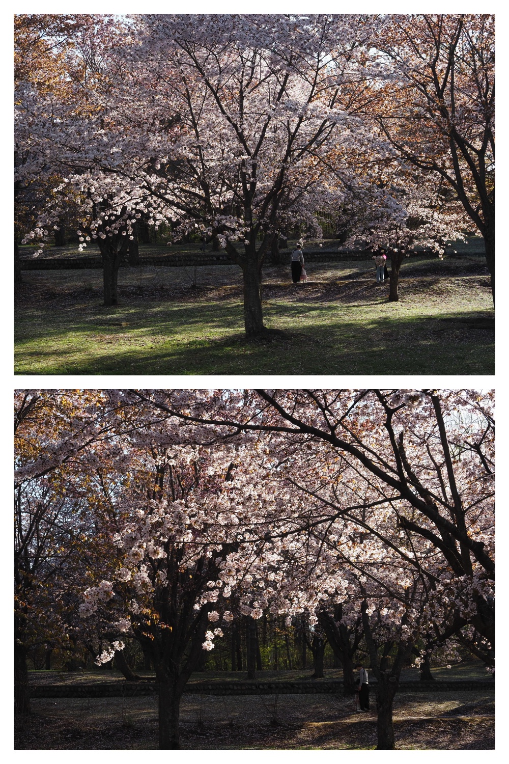 260430_Midorigaoka_10