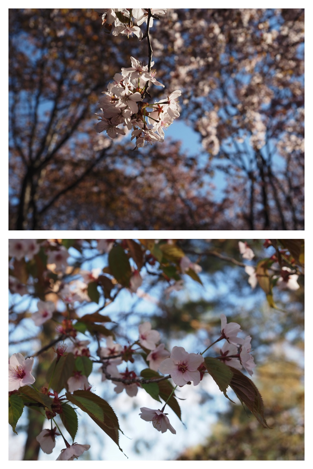 260430_Midorigaoka_11