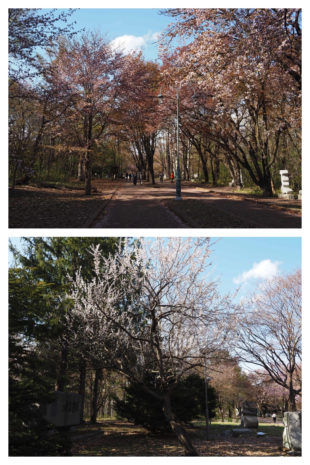 260430_Midorigaoka_2