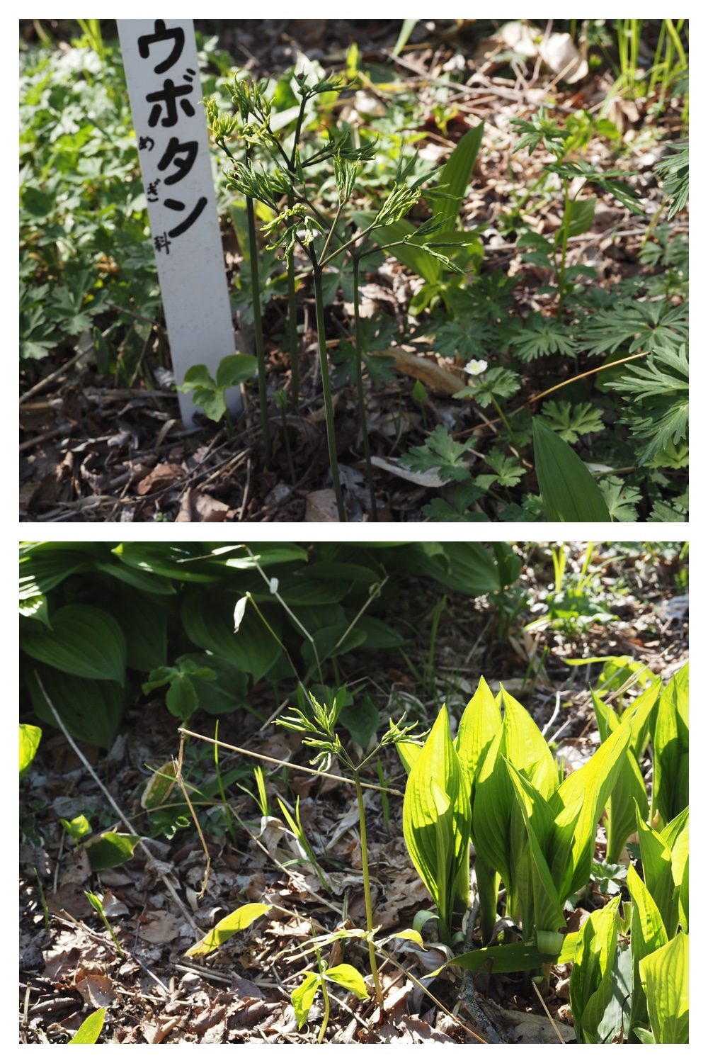 260430_Yasouen_2