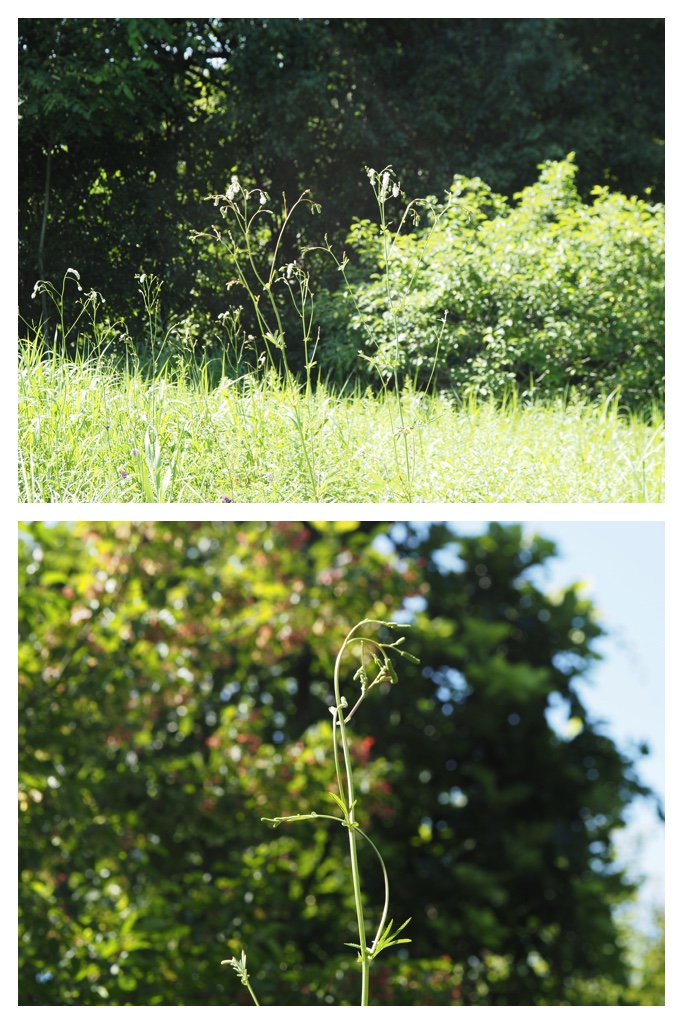 260804_Hagukumu_15