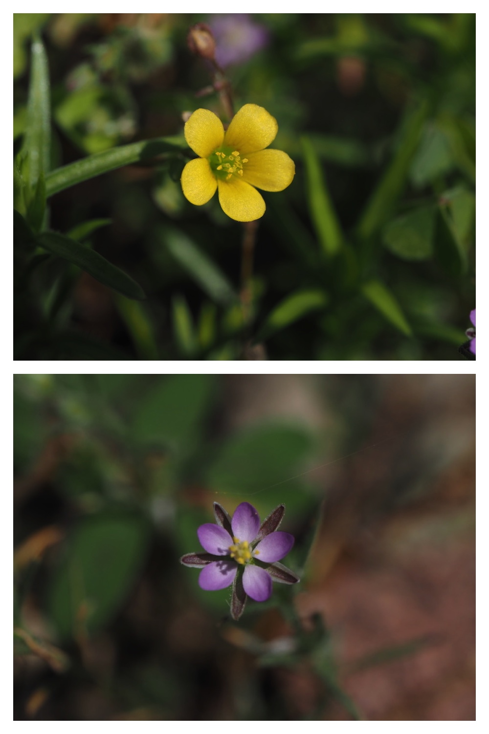 260805_Garden-flowers_1