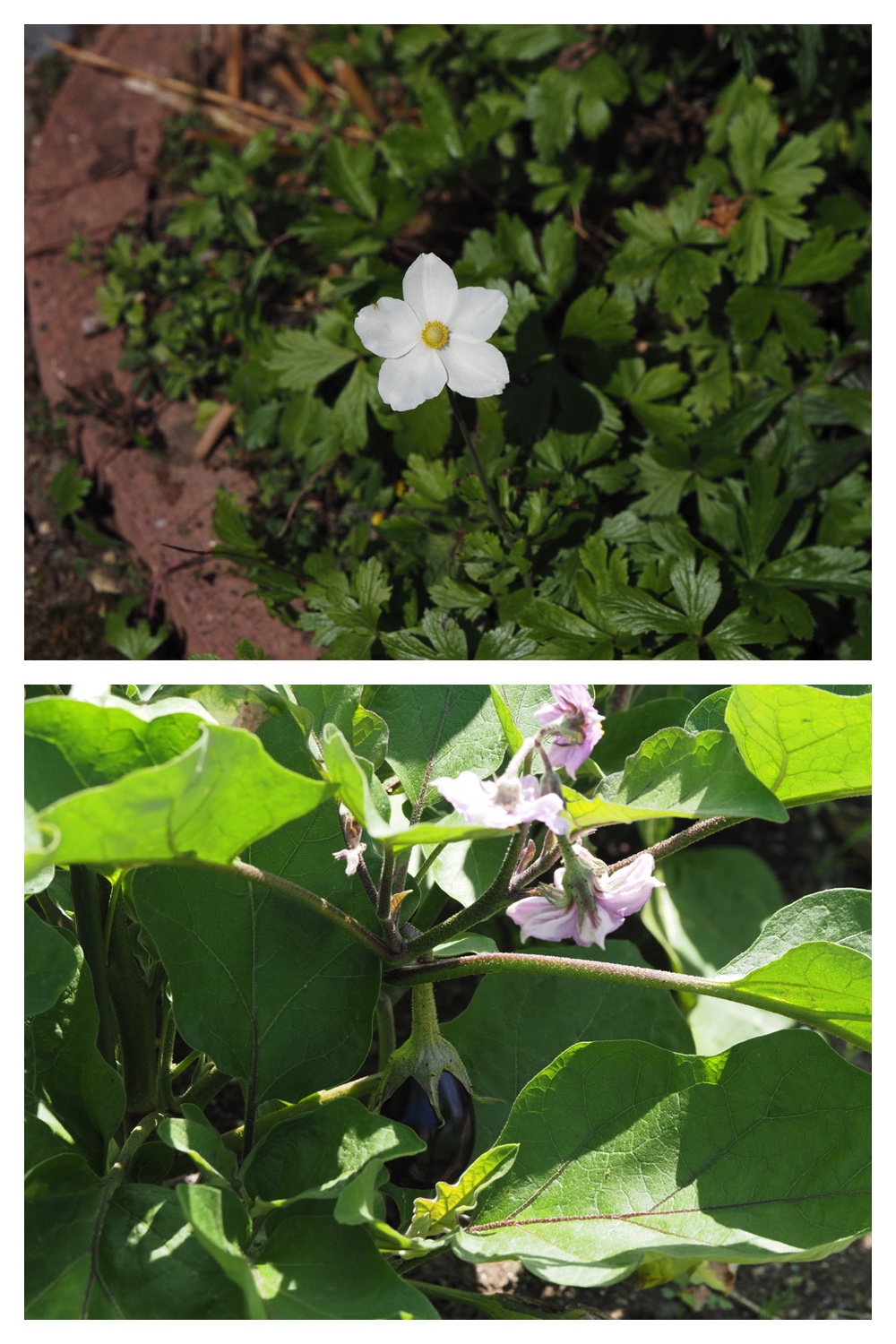 260805_Garden-flowers_2