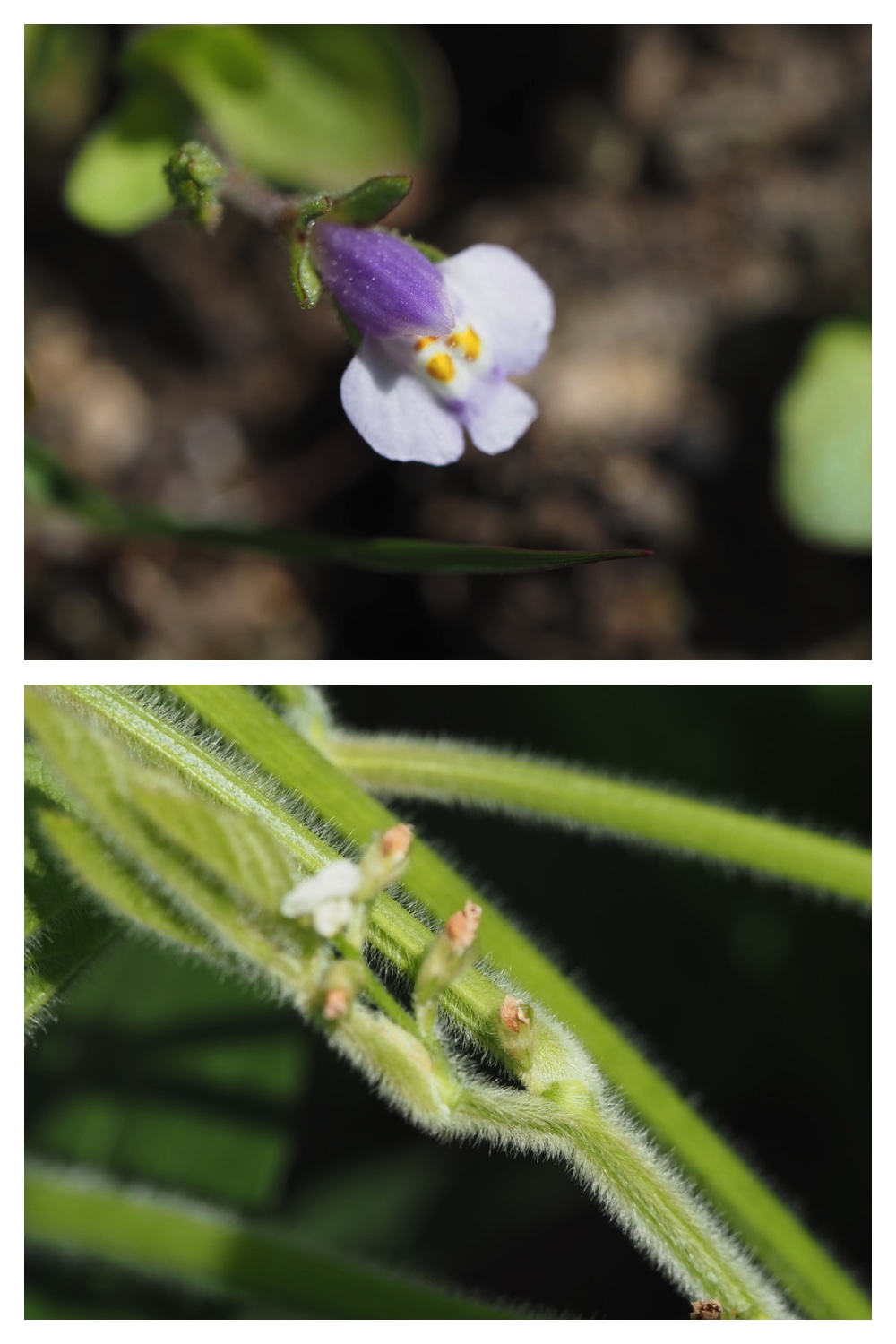 260805_Garden-flowers_3