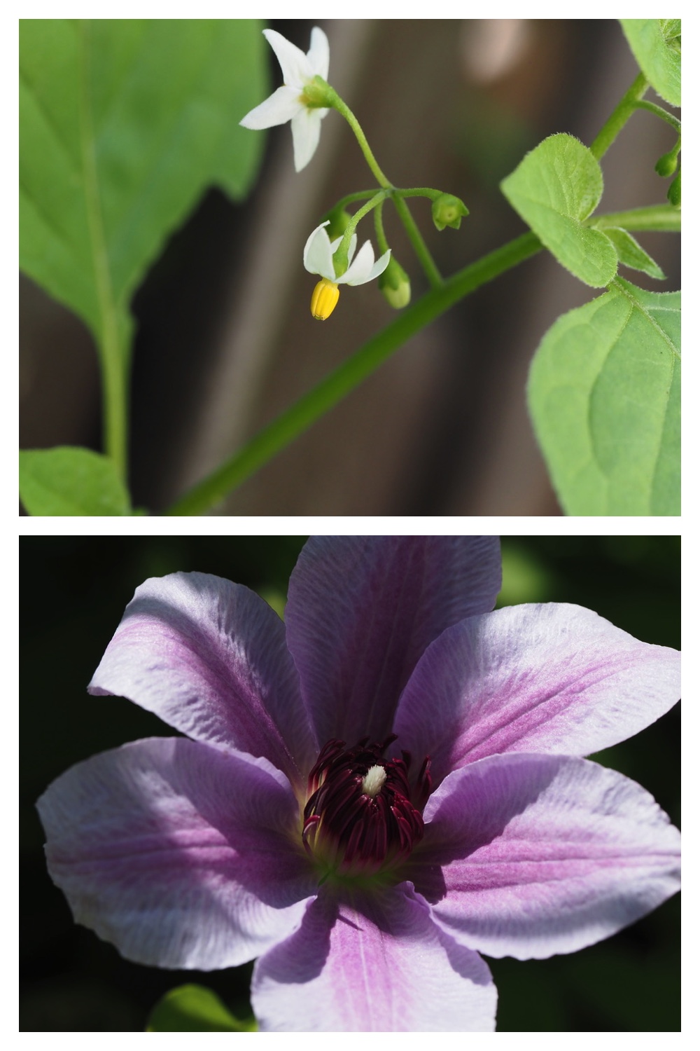 260805_Garden-flowers_6