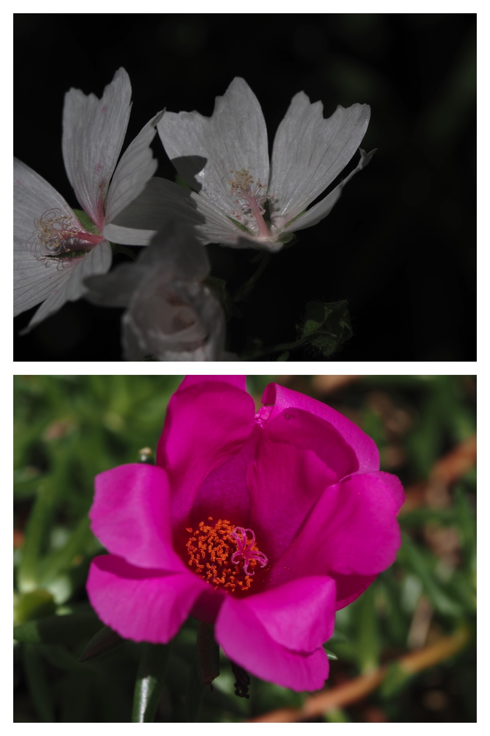 260805_Garden-flowers_7