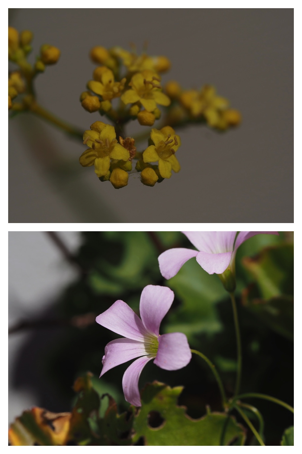 260805_Garden-flowers_8