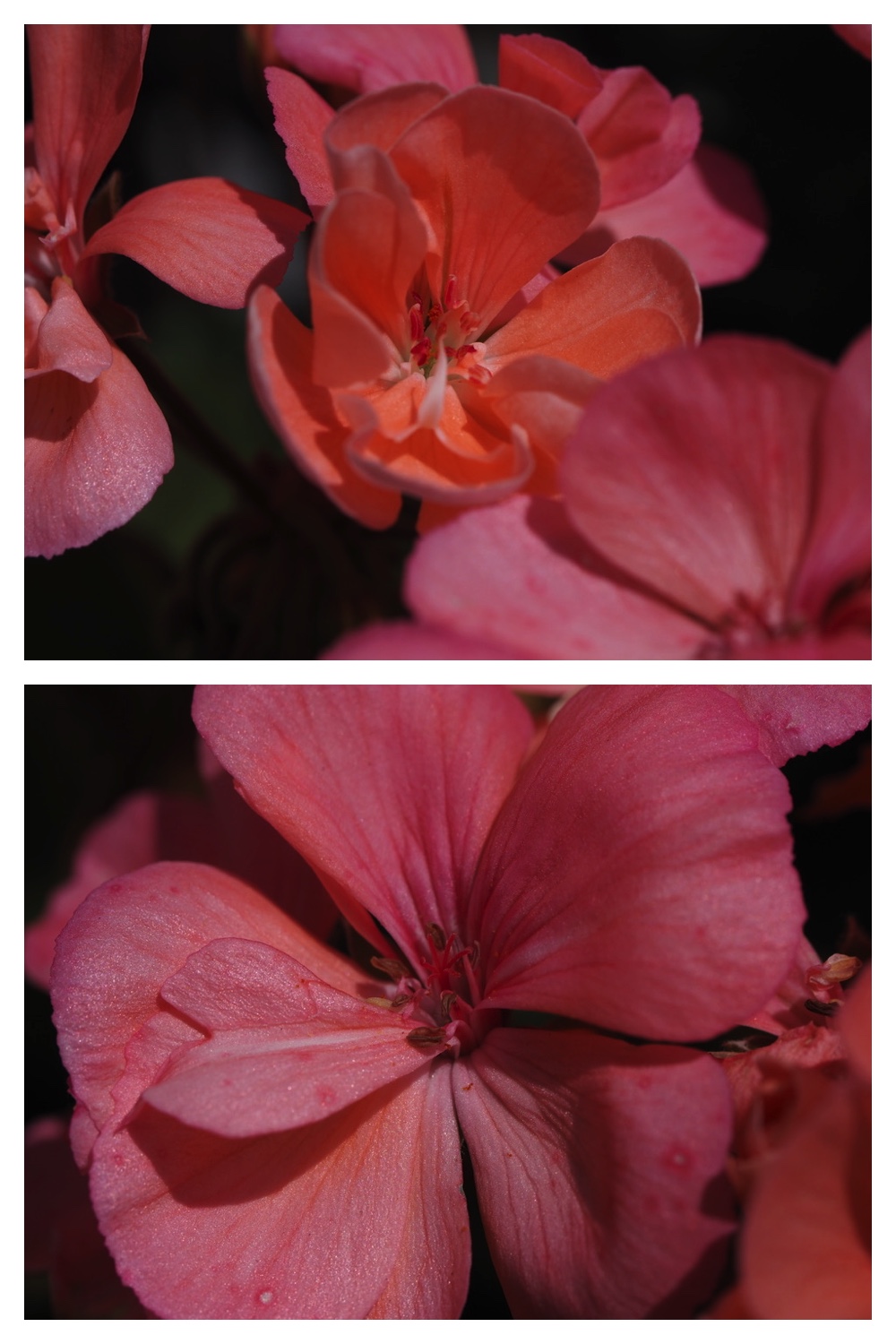 260805_Garden-flowers_9