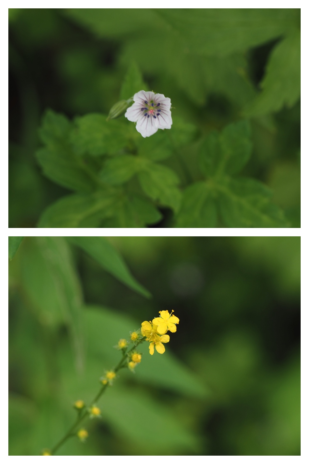 260809_Chou-macro_11