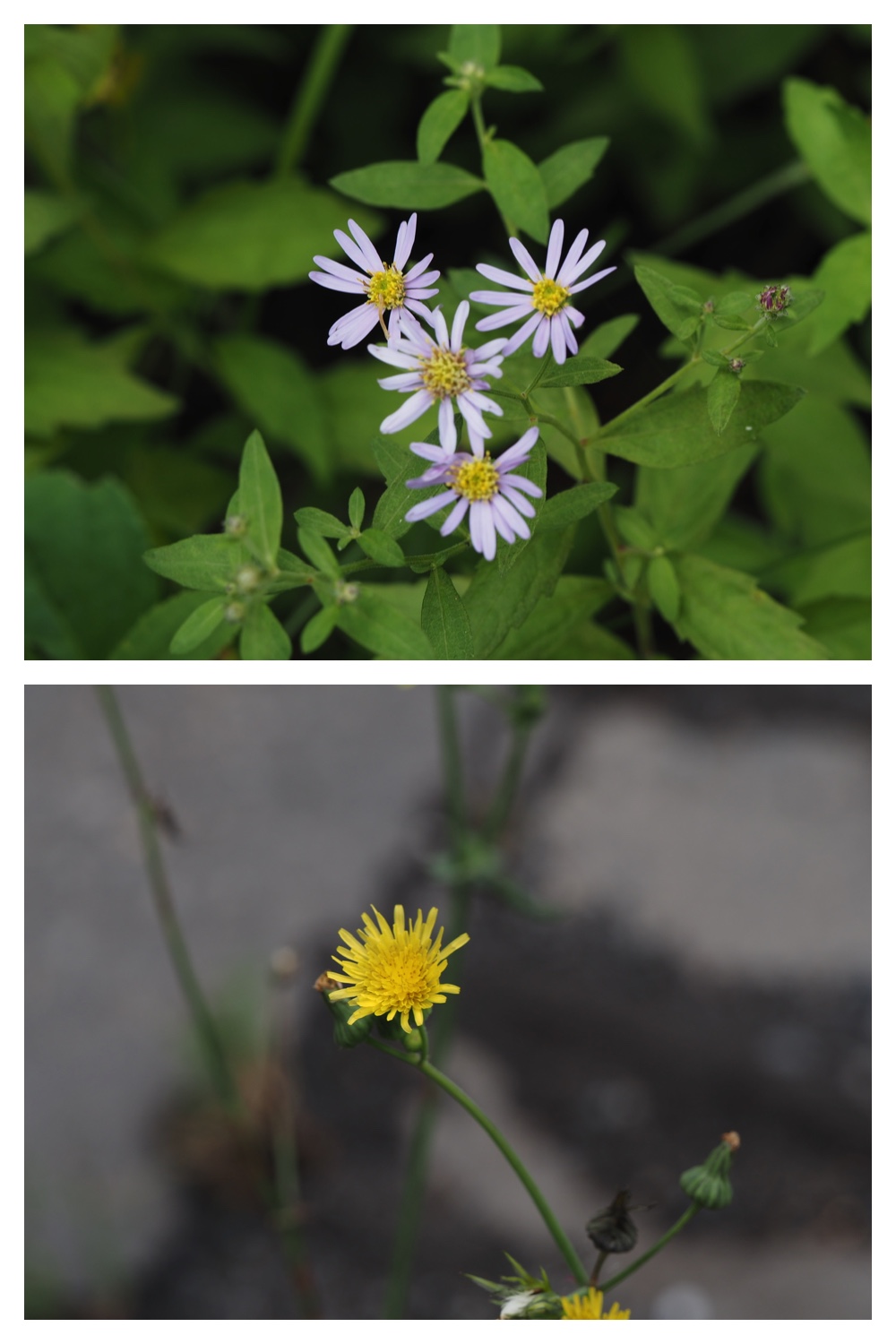260809_Chou-macro_12