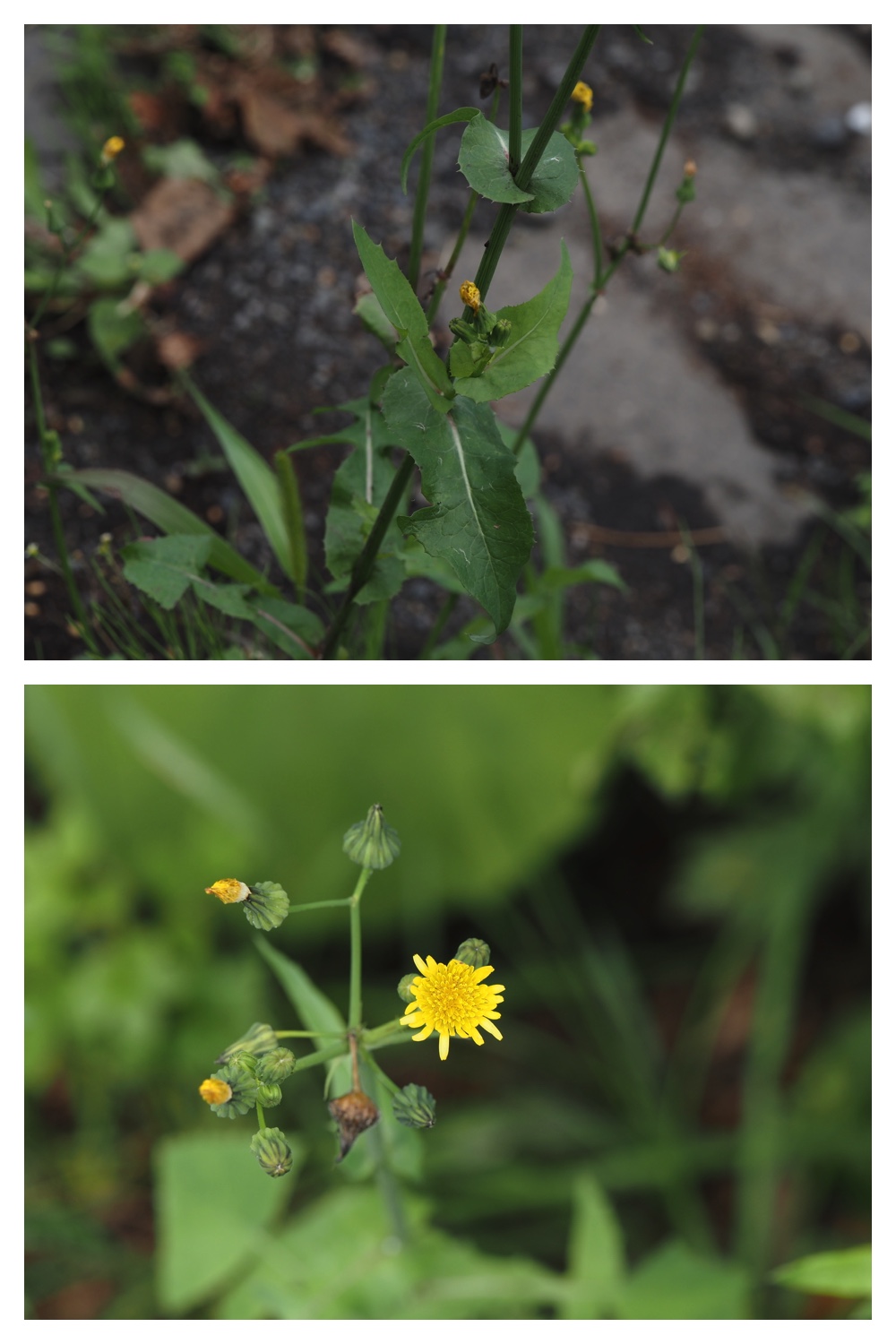 260809_Chou-macro_13