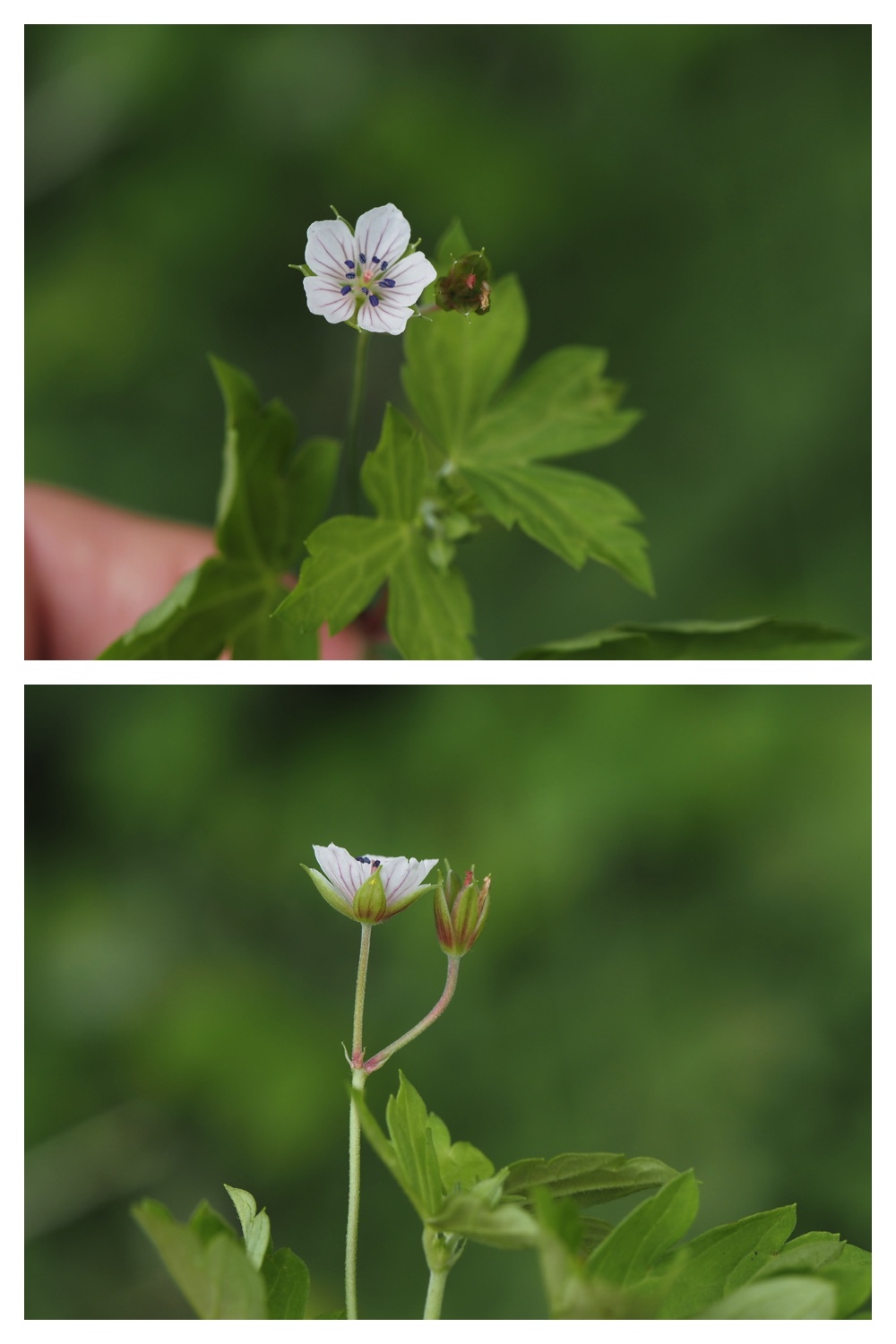 260809_Chou-macro_15