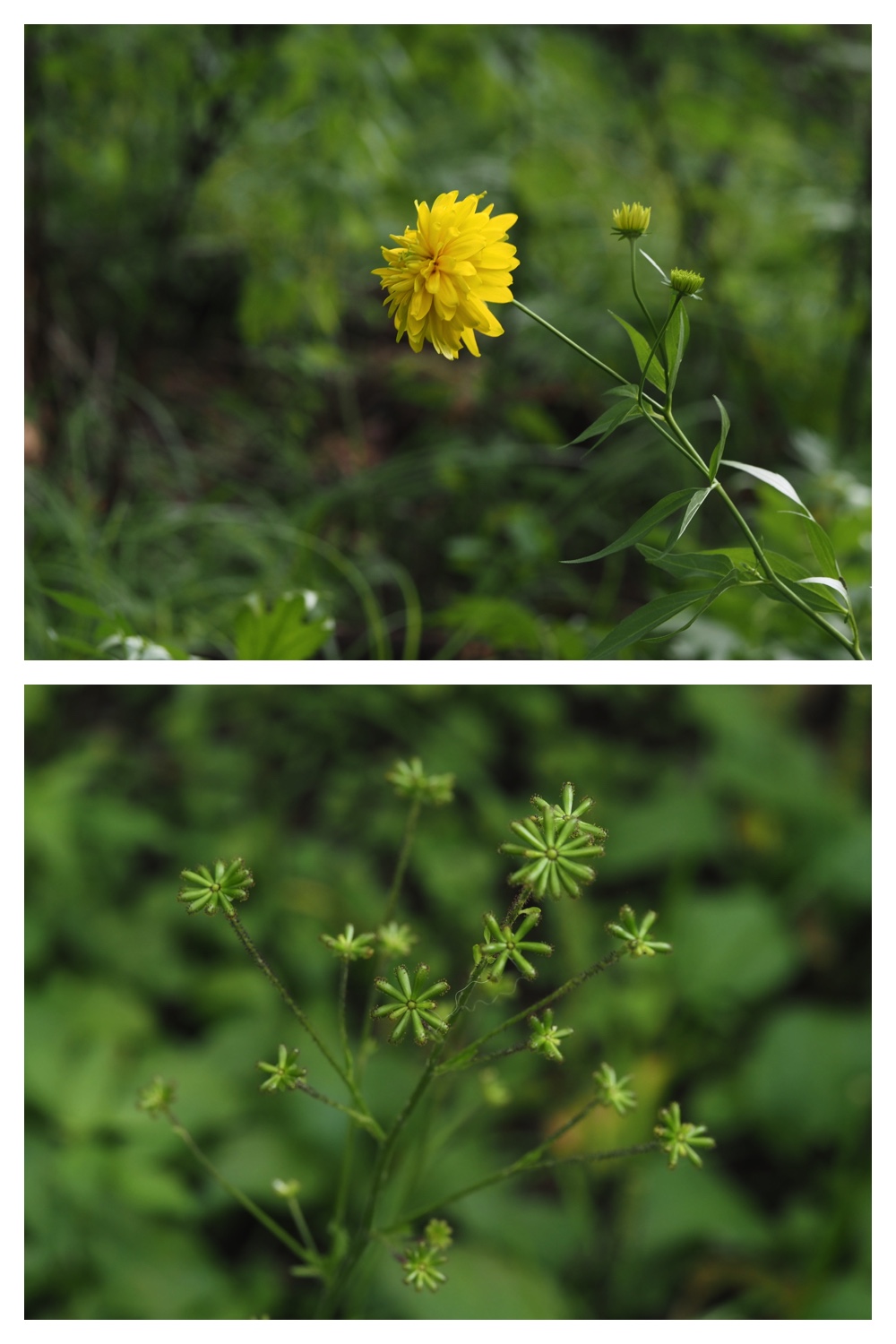 260809_Chou-macro_17