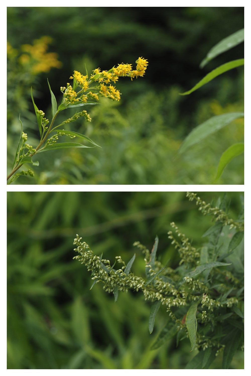 260809_Chou-macro_20