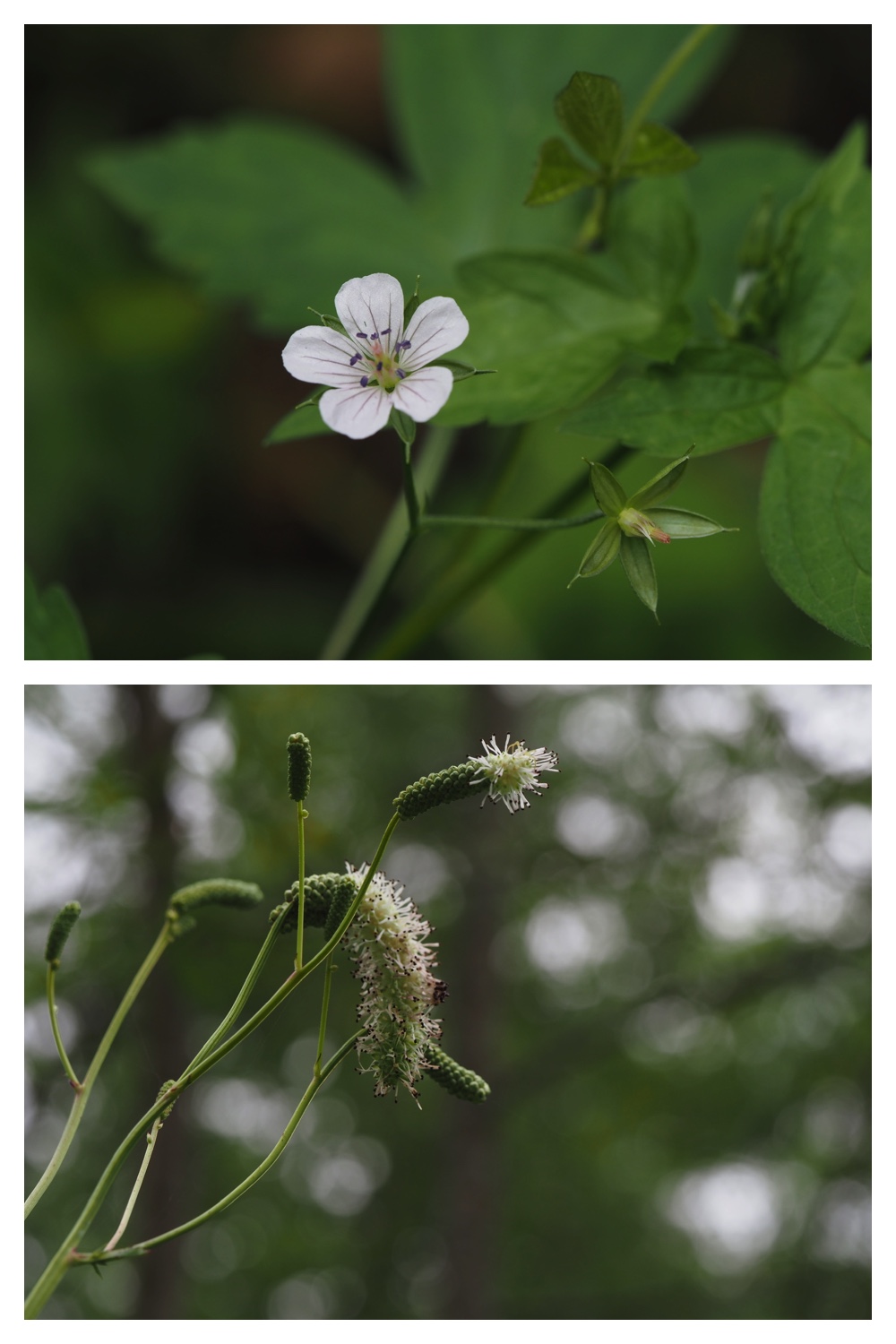 260809_Chou-macro_22