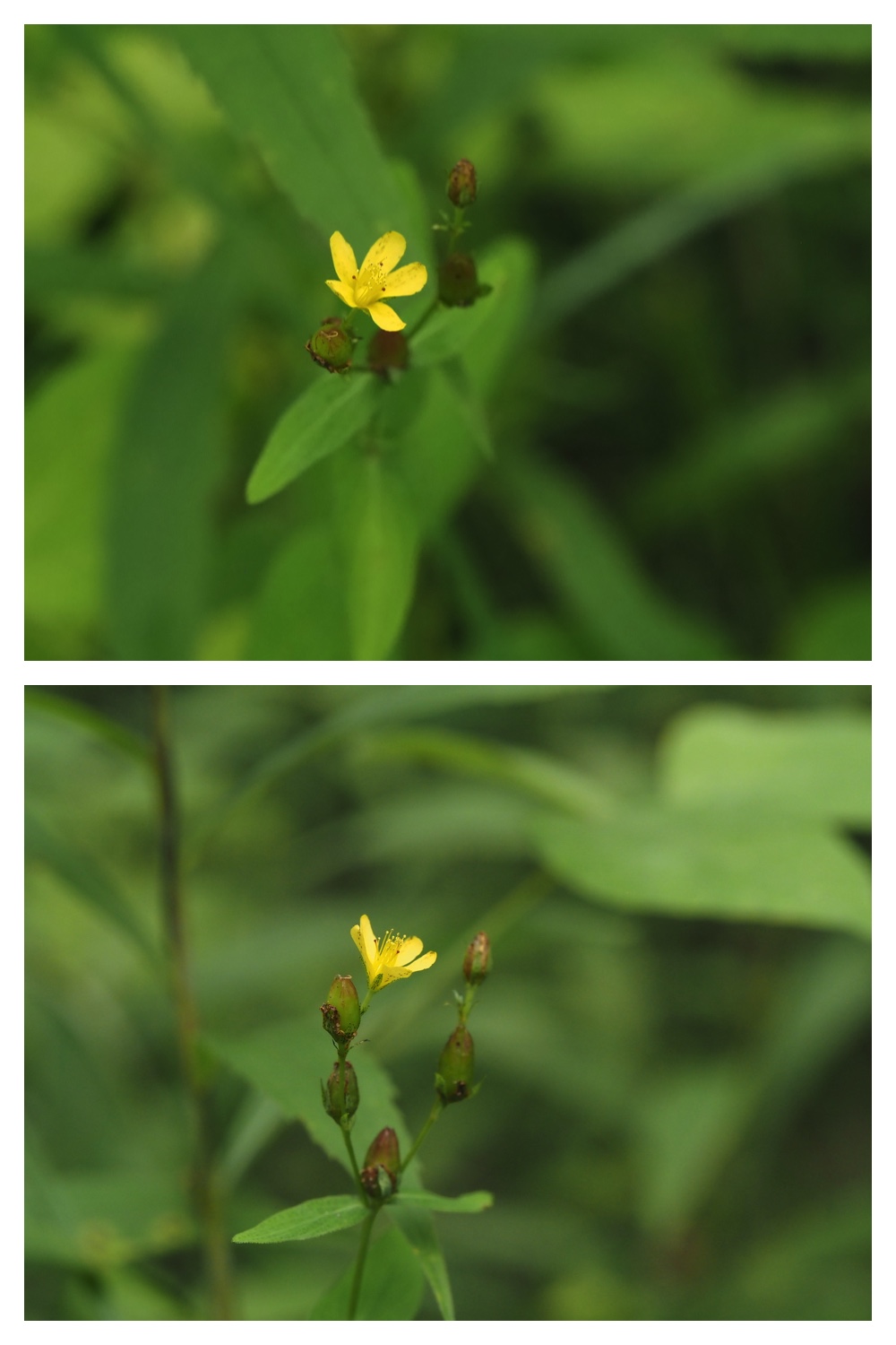 260809_Plants-macro_10
