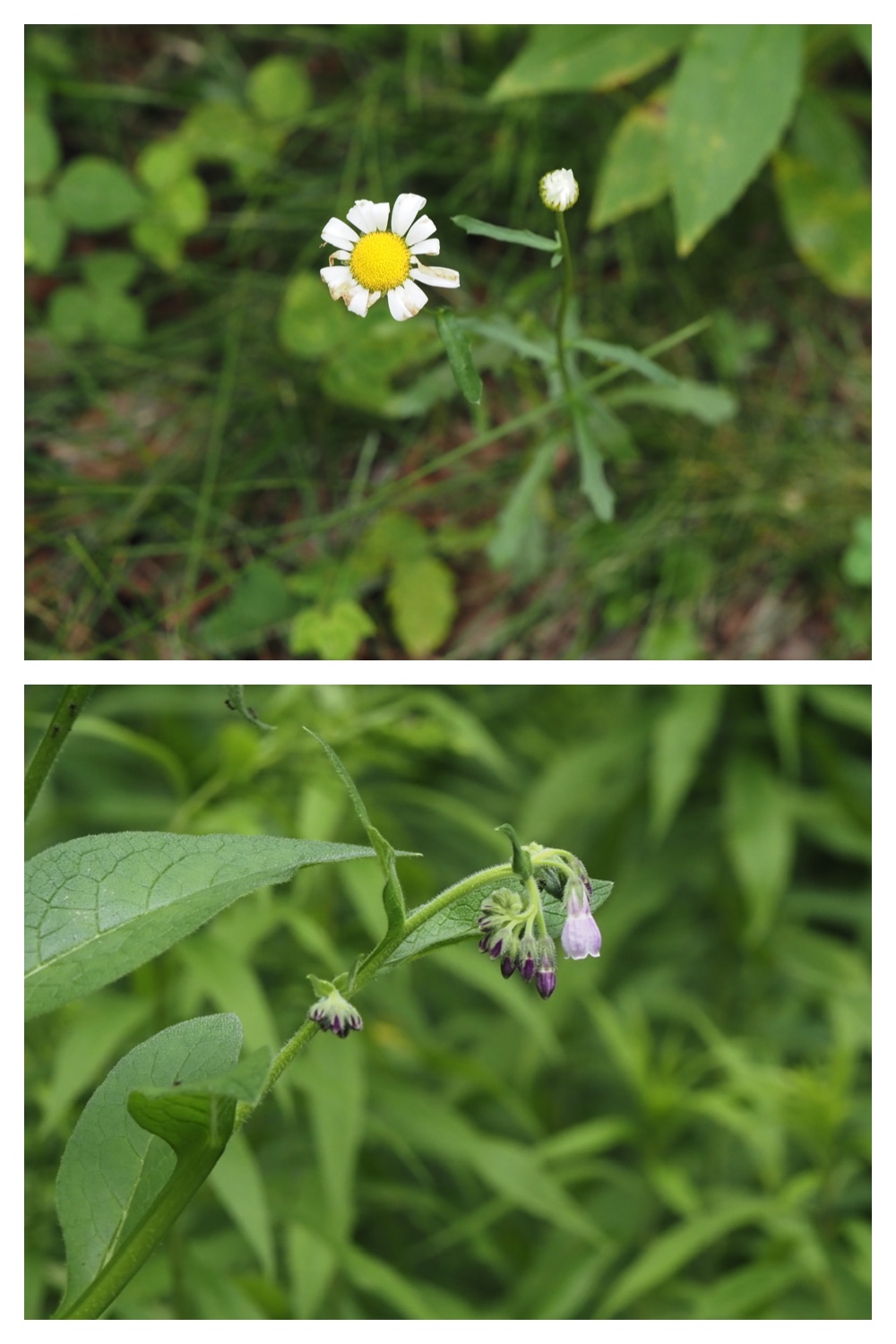 260809_Plants-macro_12