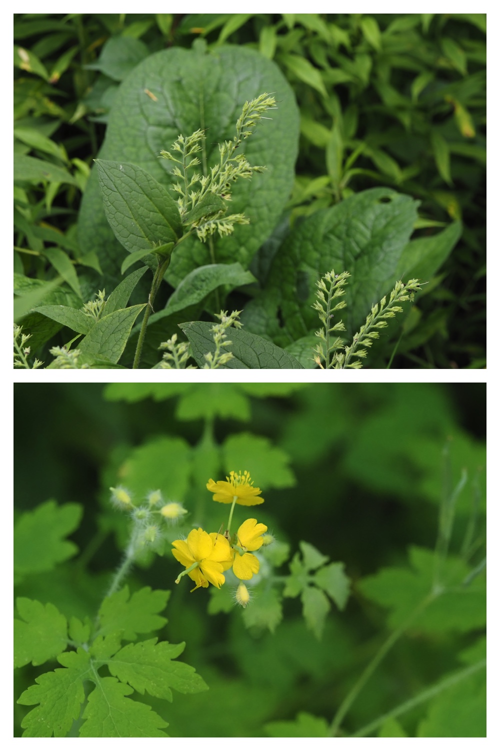 260809_Plants-macro_13