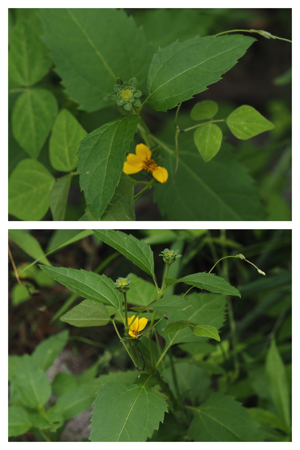 260809_Plants-macro_15
