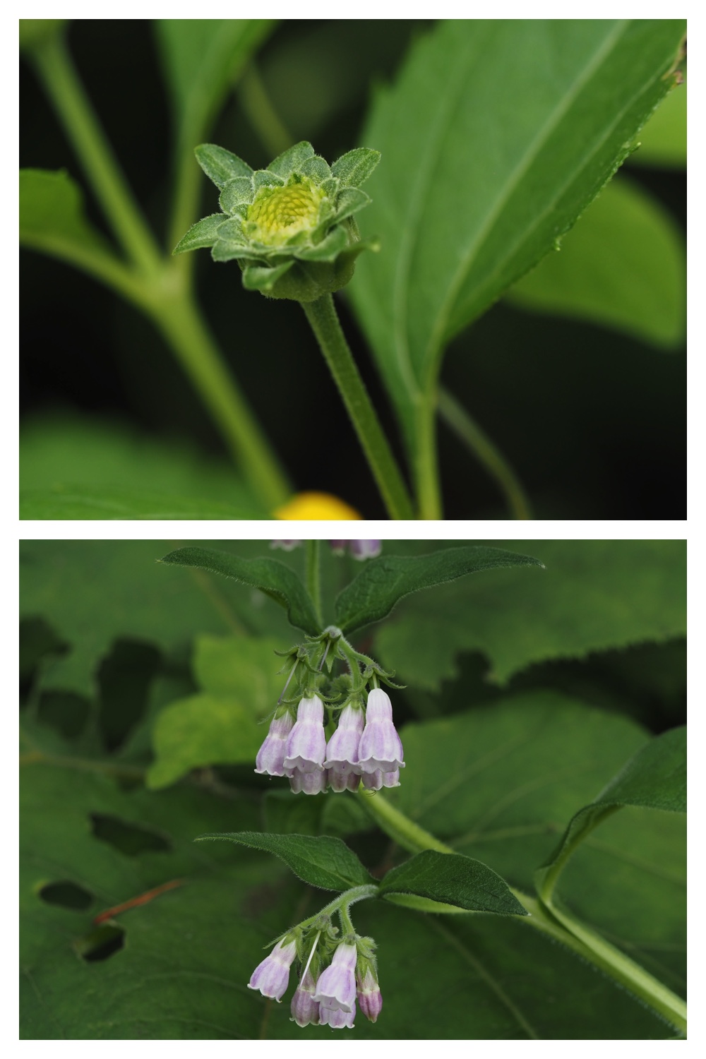 260809_Plants-macro_16