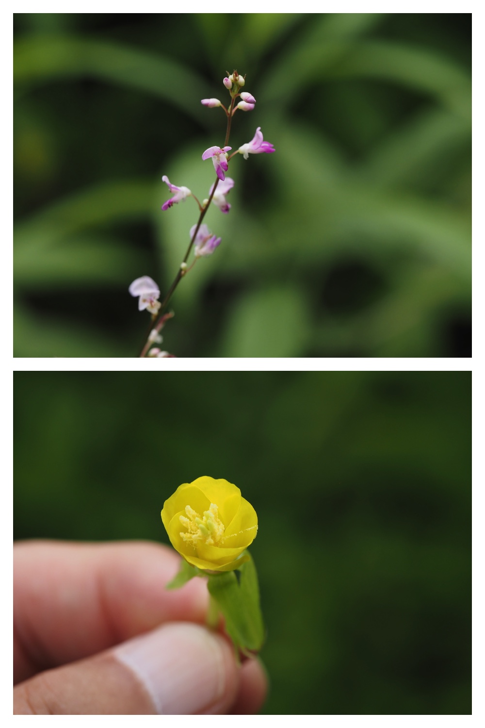 260809_Plants-macro_18