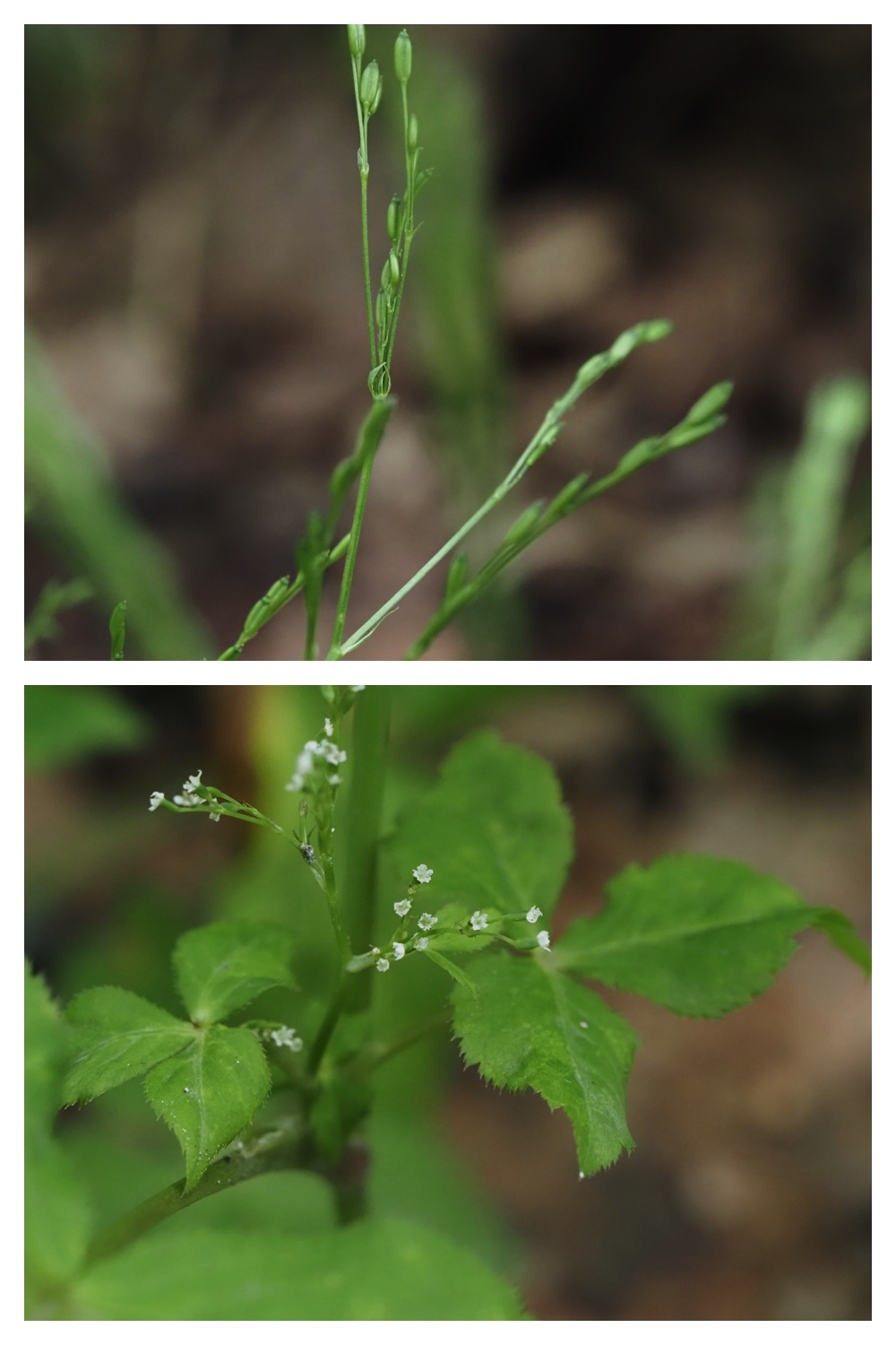 260809_Plants-macro_19
