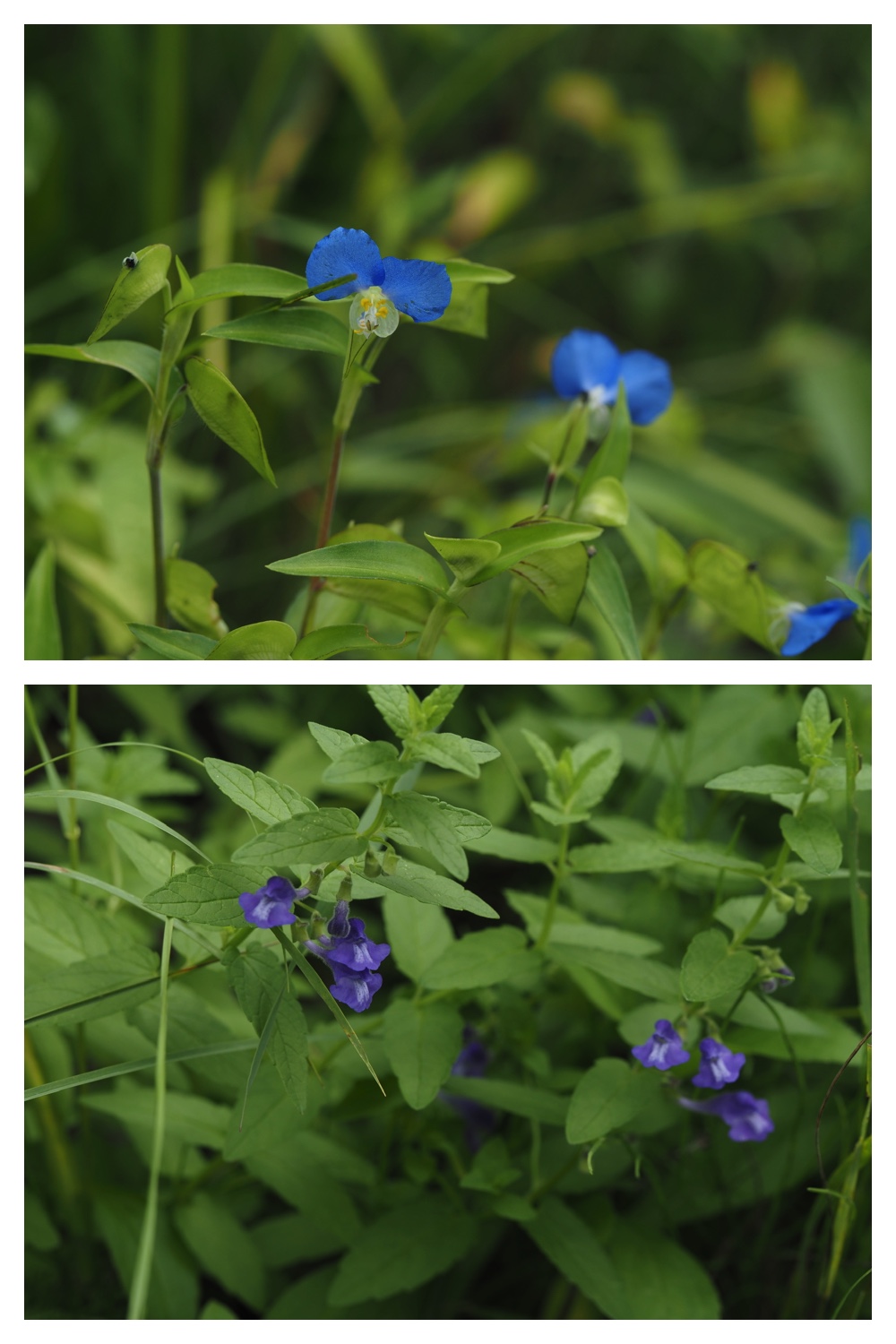 260809_Plants-macro_2