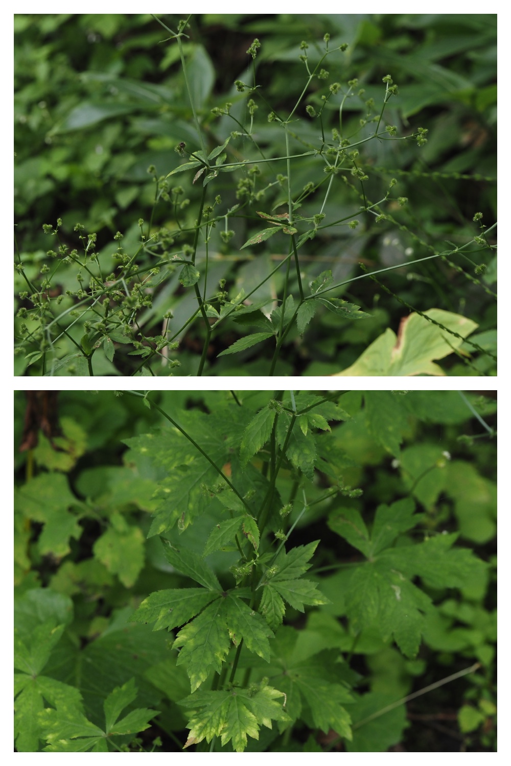 260809_Plants-macro_22