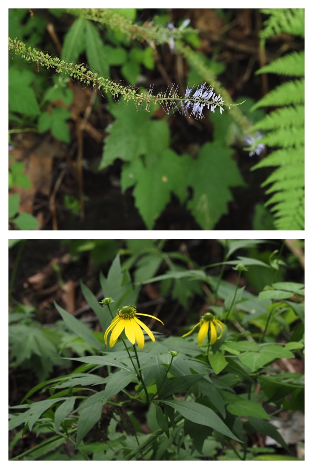 260809_Plants-macro_23