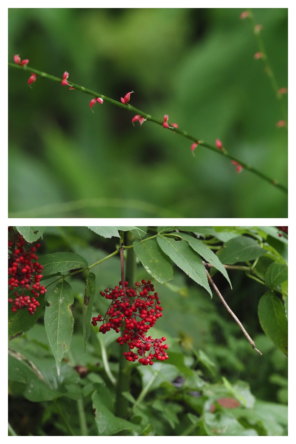 260809_Plants-macro_24
