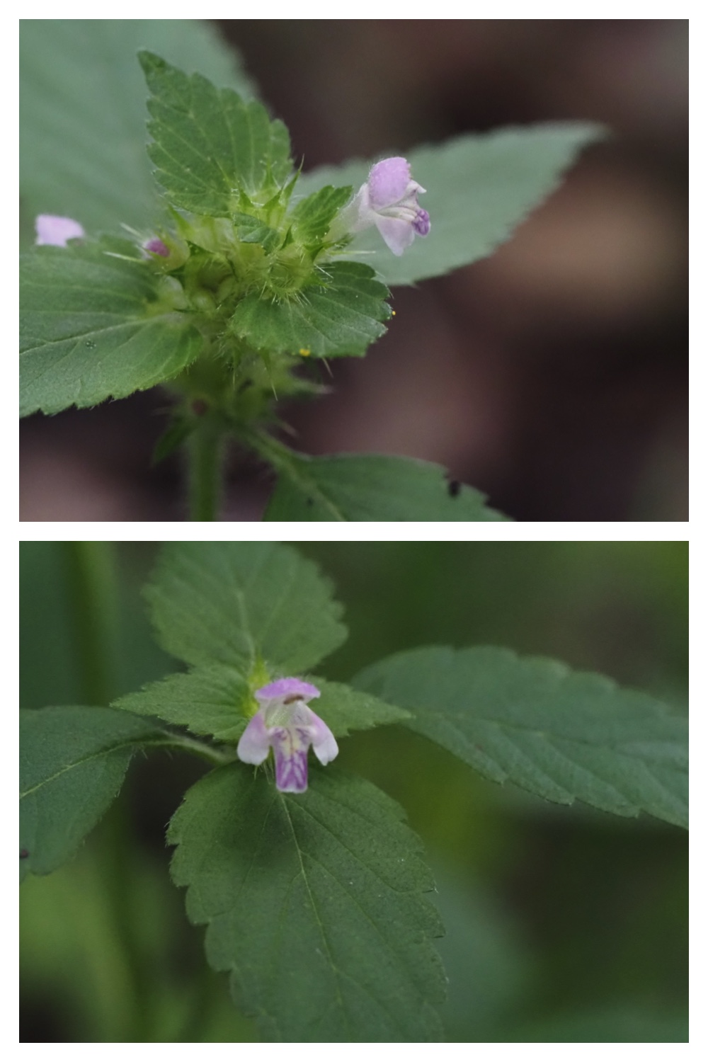 260809_Plants-macro_26