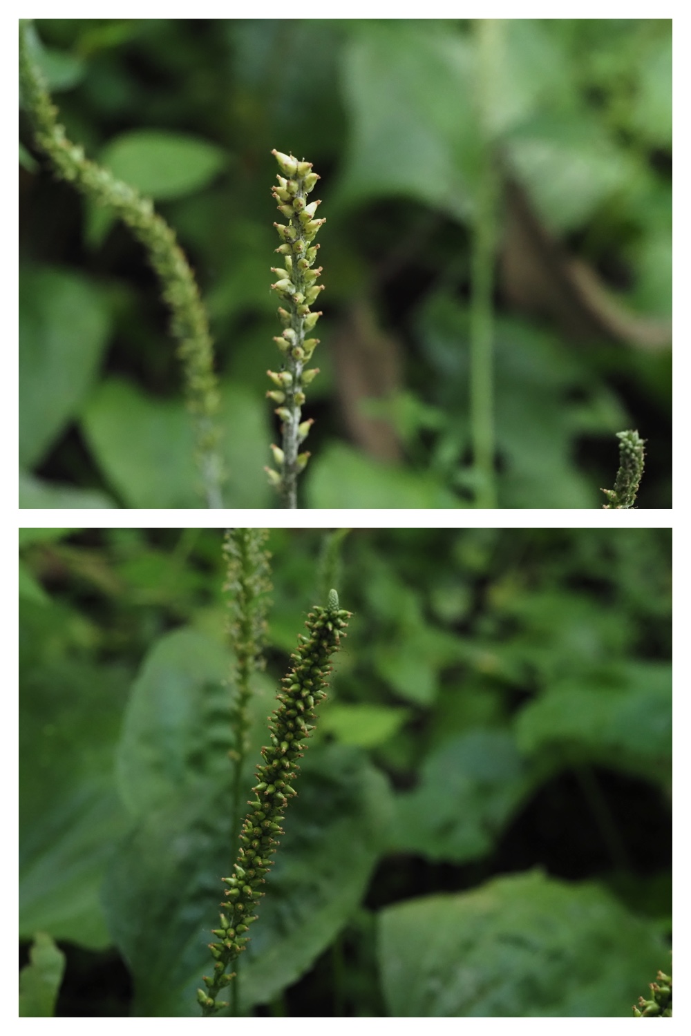 260809_Plants-macro_27