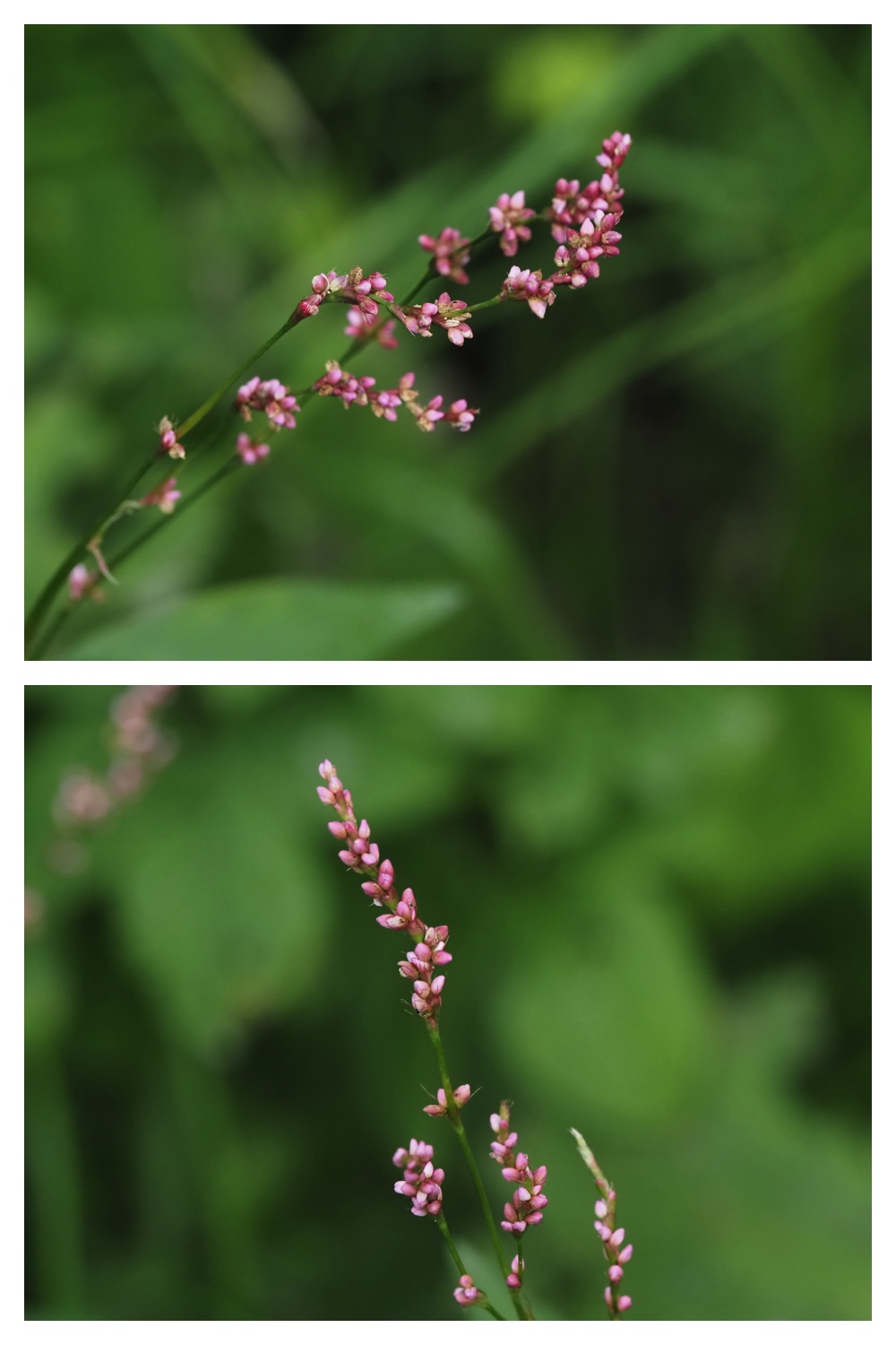 260809_Plants-macro_28