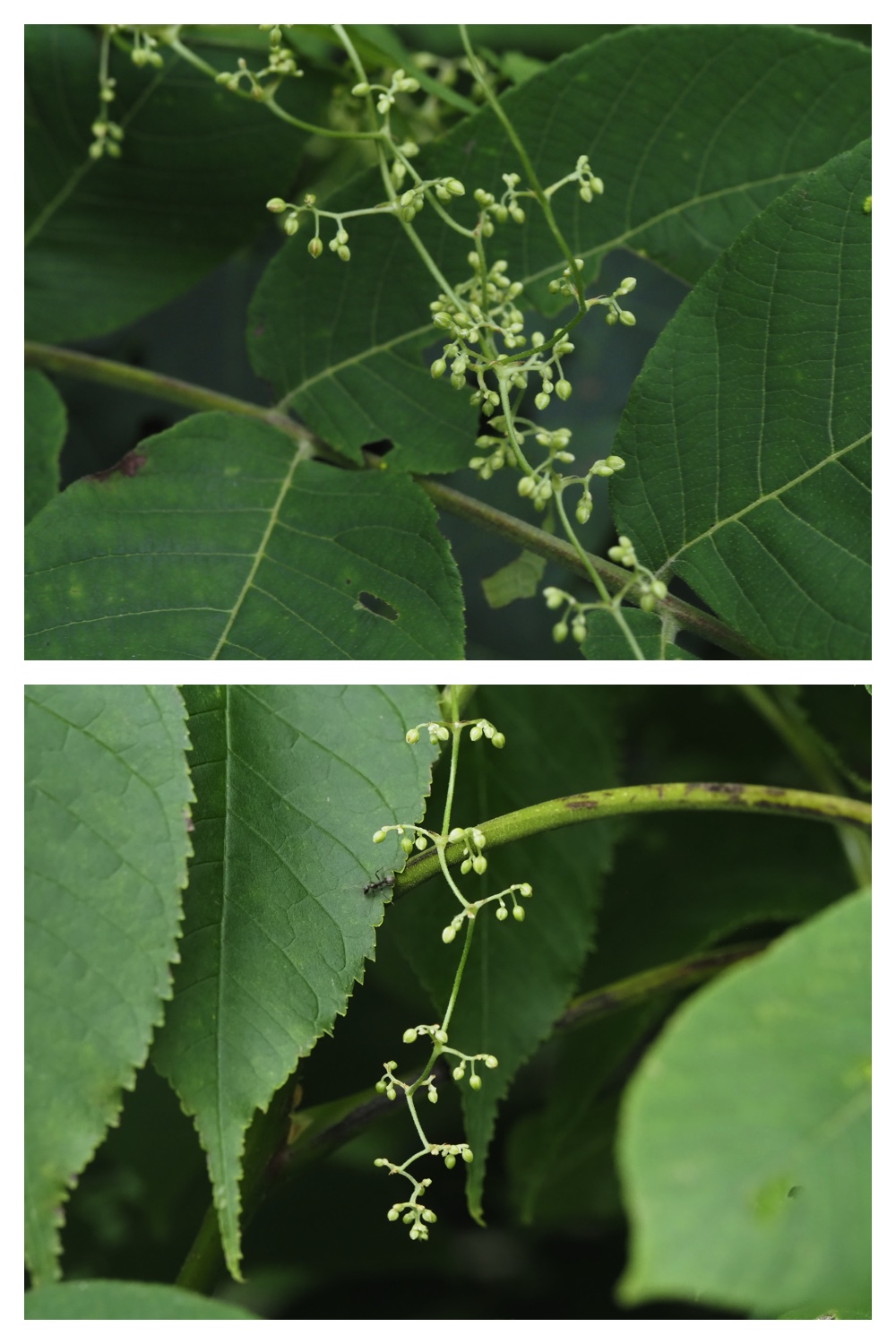 260809_Plants-macro_29
