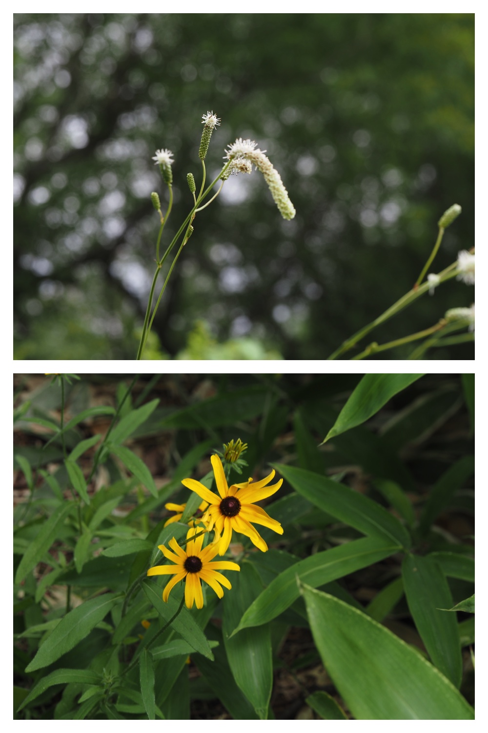 260809_Plants-macro_3