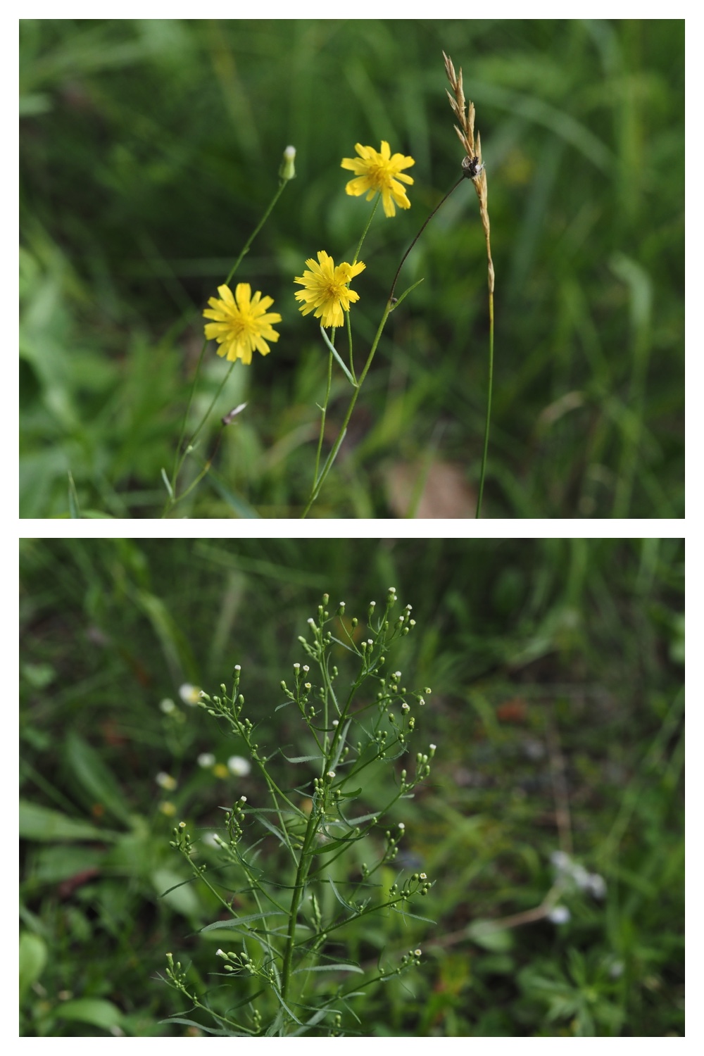 260809_Plants-macro_30