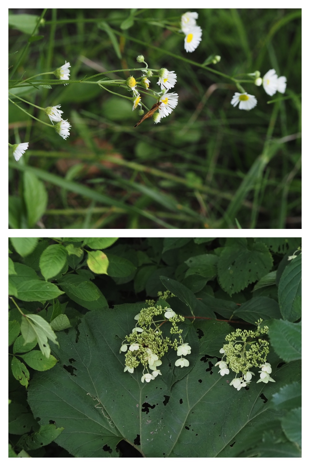 260809_Plants-macro_31