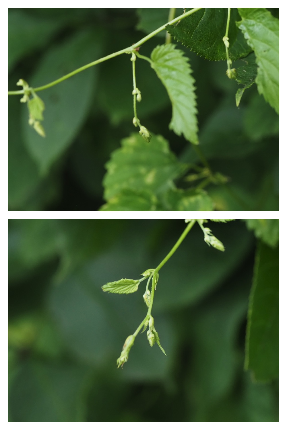 260809_Plants-macro_32