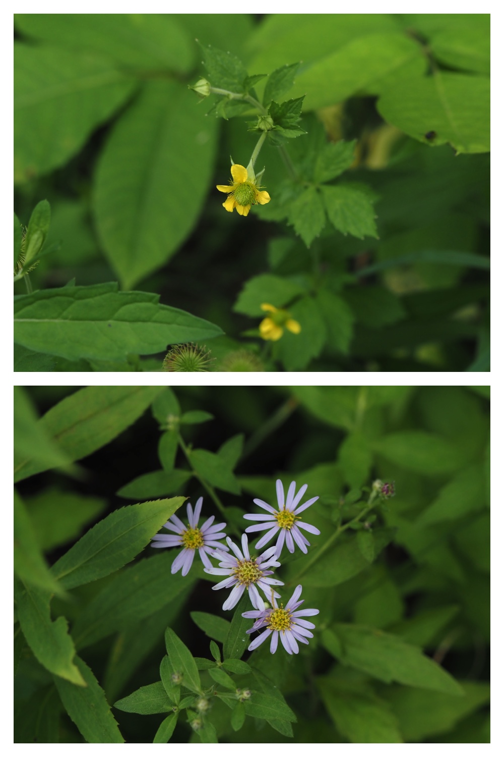 260809_Plants-macro_33