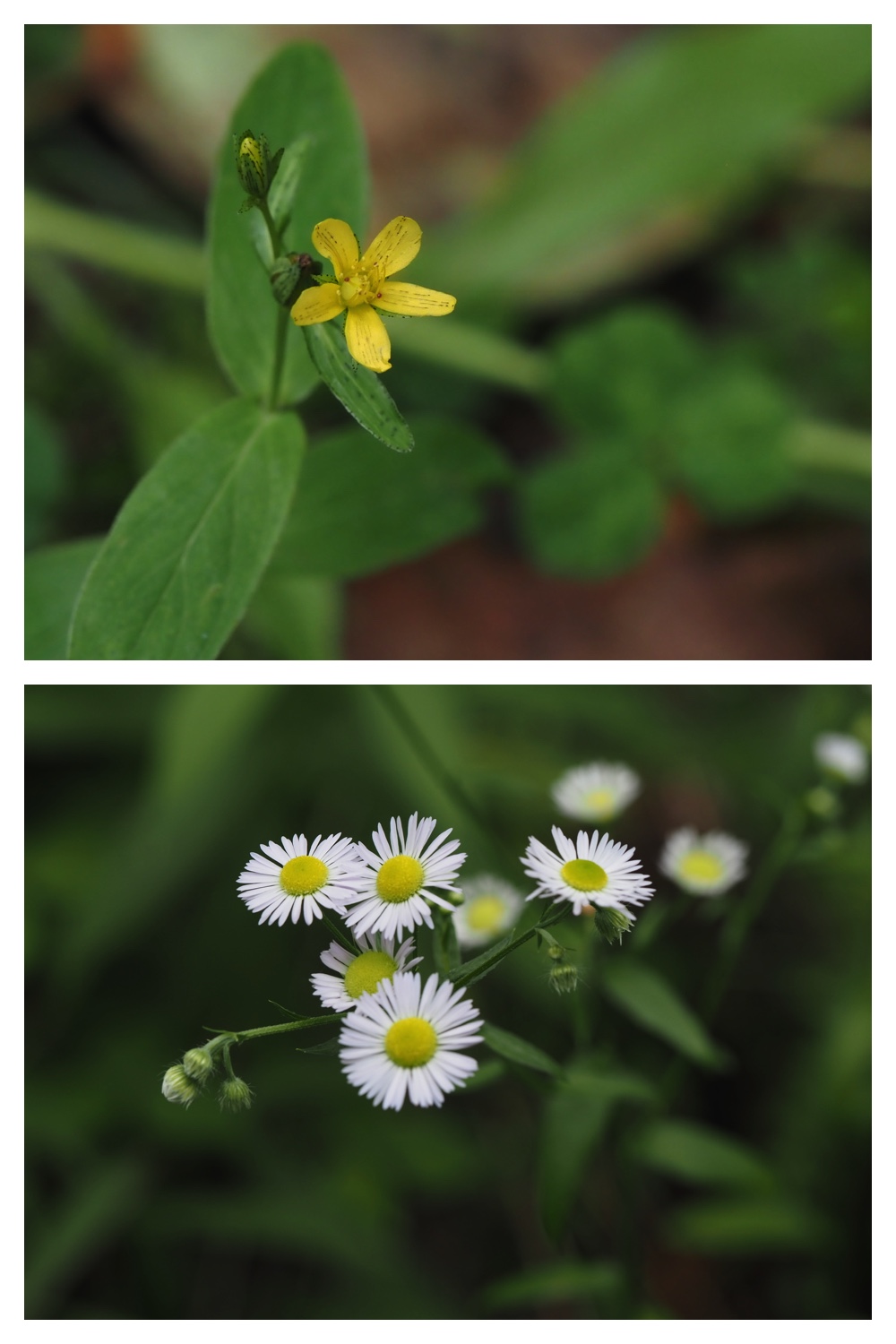 260809_Plants-macro_5