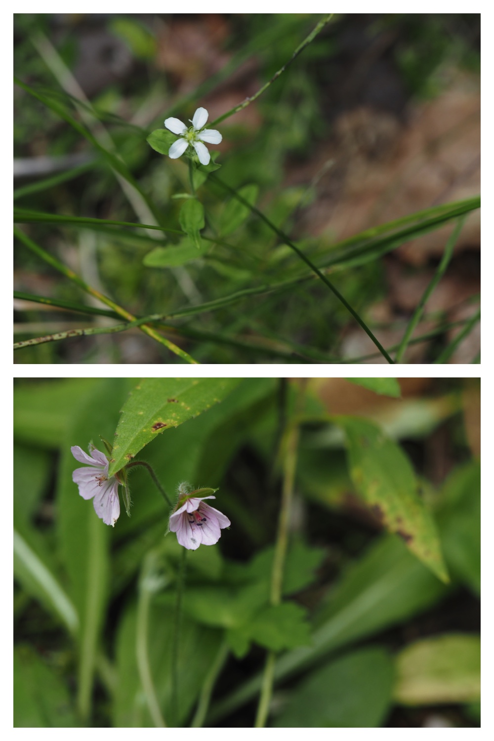 260809_Plants-macro_8