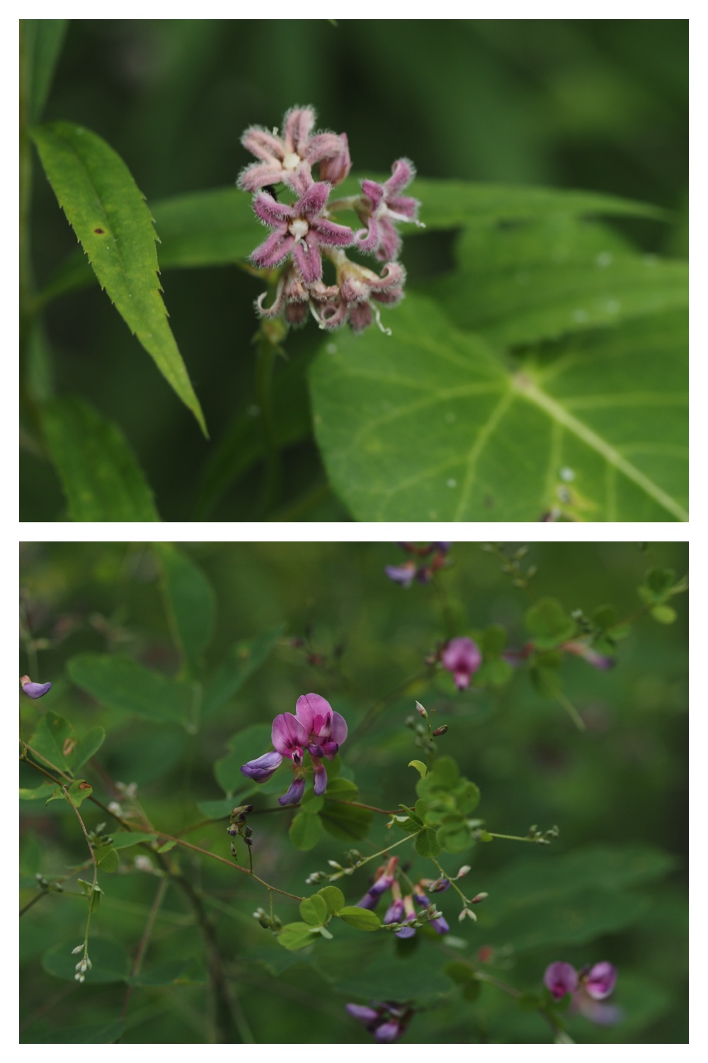 260809_Plants-macro_9