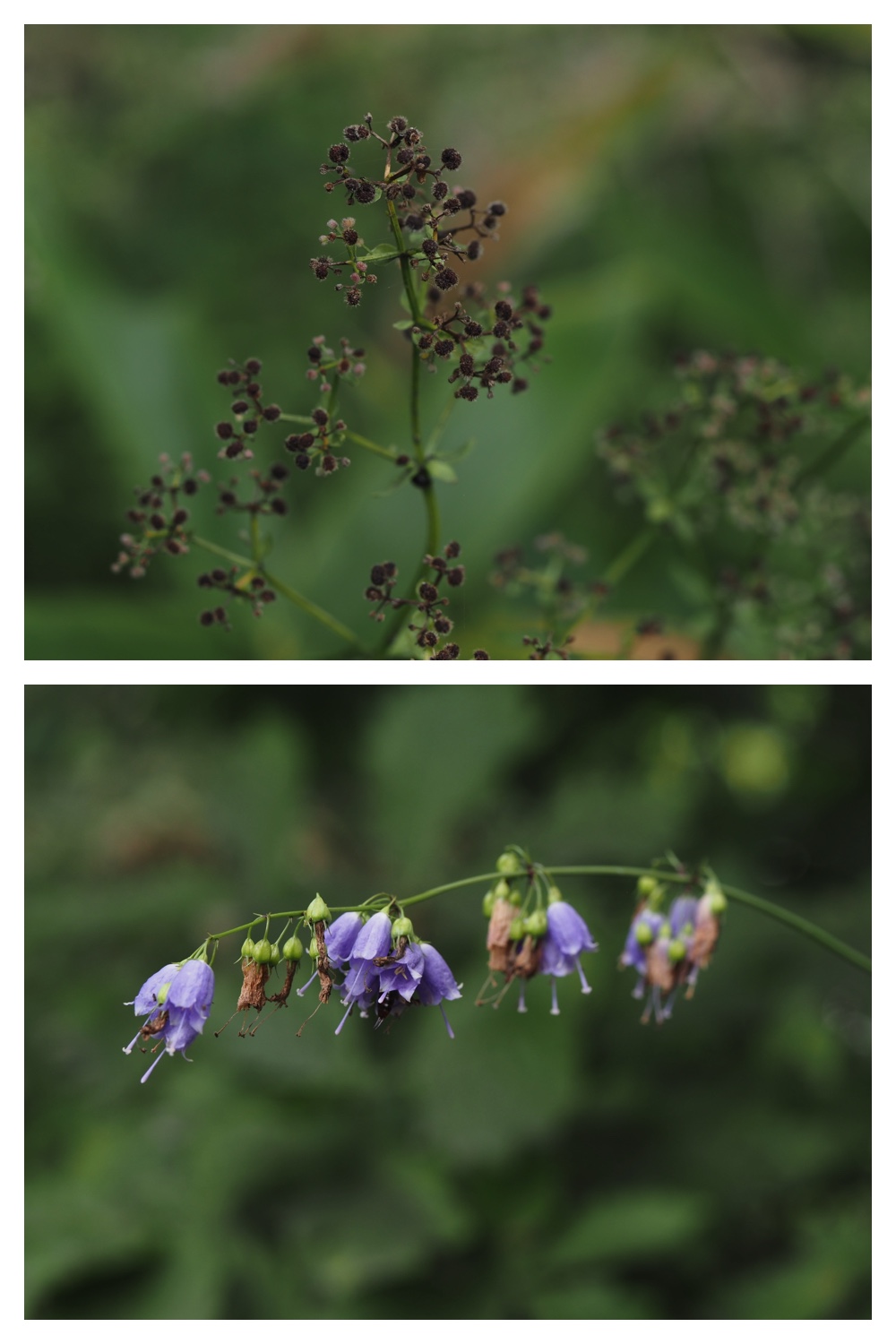 260813_Noukou-mori_14