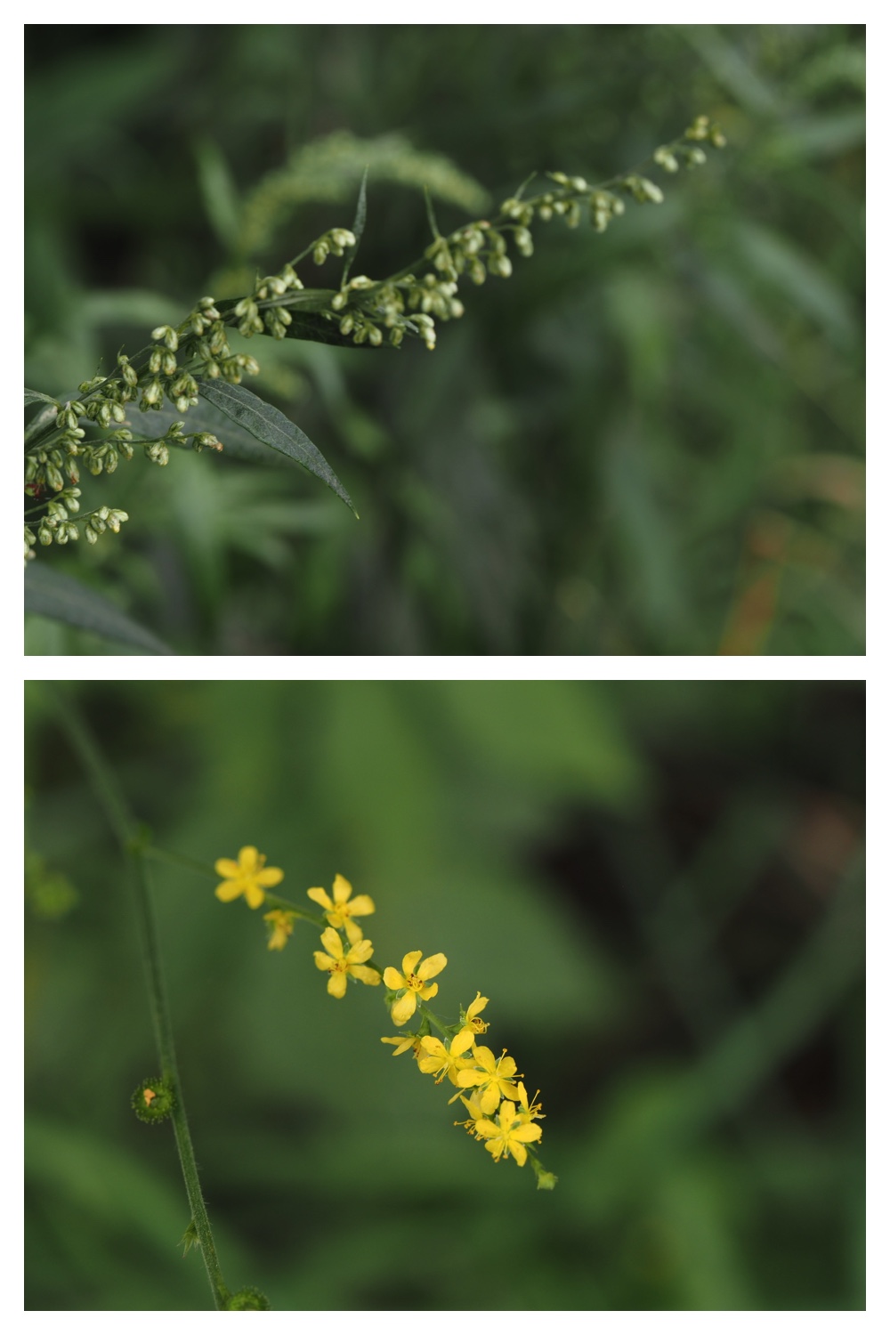 260813_Noukou-mori_9