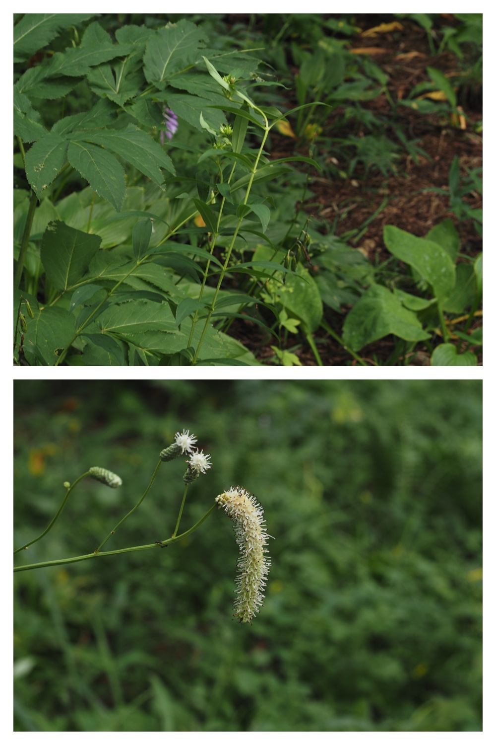 260814_Yasouen_17