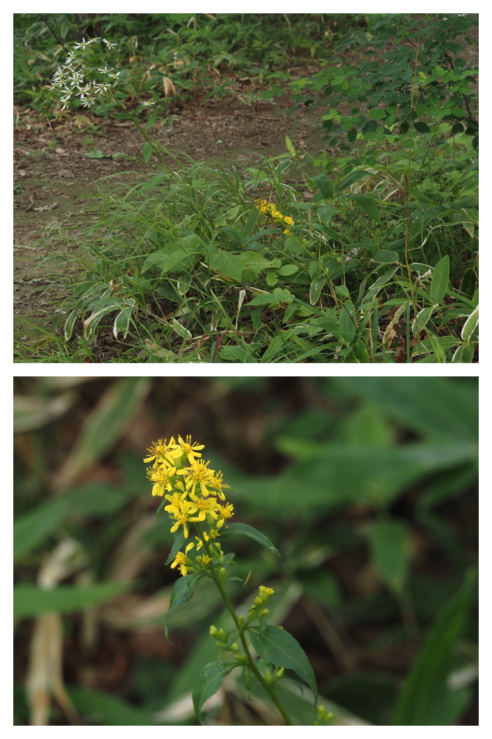 260815_Kunimiyama_32